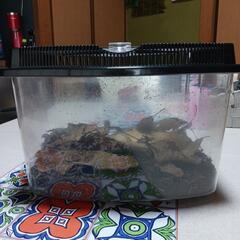 決まりました 📢無料❗️カブトムシ飼育セット‥幼虫居るかも❗