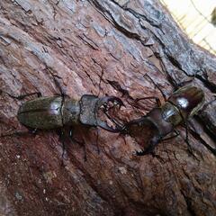 ミヤマノコギリクワガタバトルやります❗