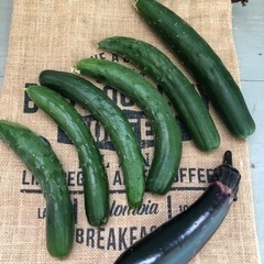 無農薬野菜　きゅうり&なすび