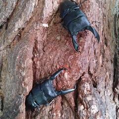 クワガタバトル無差別級❗