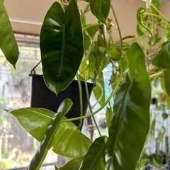 フィロデンドロン　観葉植物　3の画像