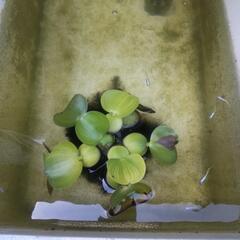 白幹之メダカ若魚(3匹)の画像
