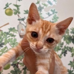 元気で可愛い茶トラくん