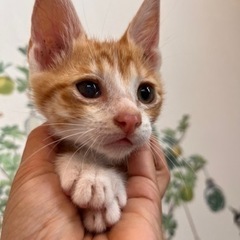 元気いっぱい人も猫も大好き茶白君⭐️