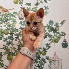とても可愛い茶トラちゃん