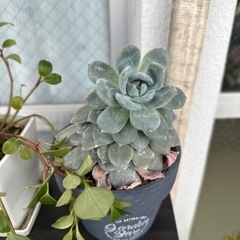 観葉植物　多肉植物　ペペロミア　ラウリンゼ　ハオルチアの画像