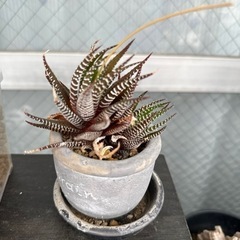 観葉植物　多肉植物　ペペロミア　ラウリンゼ　ハオルチアの画像