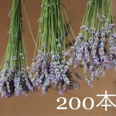 ラベンダー🪻グロッソ　200本から取り放題まで、