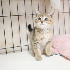 キレイな顔立ちのキジトラ女子