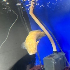 ゴールデンカムルチー  雷魚