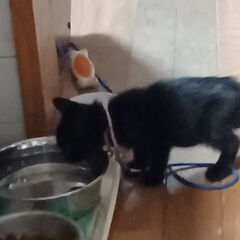 知人がトライアル中☆黒猫ちゃん☆