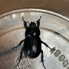コカブトムシメス単品(R5-3)