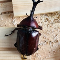 7月3〜7日期間お問い合わせ用　国産カブトムシの画像