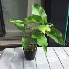 ヘリコニア　フミリス