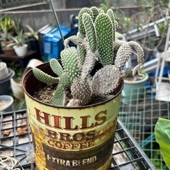 ウチワサボテン　観葉植物