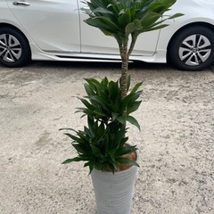 決まりました【7/1引取希望】植物☆たぶん、コルディリネ・ターミ...