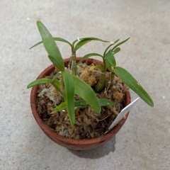    黄石公   セッコク