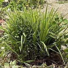 花の苗　ワイヤープランツ　ヤブラン　ドクダミ八重の画像