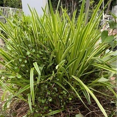 花の苗　ワイヤープランツ　ヤブラン　ドクダミ八重