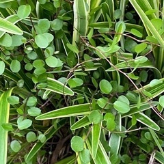 花の苗　ワイヤープランツ　ヤブラン　ドクダミ八重の画像