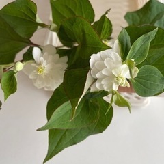 花の苗　ワイヤープランツ　ヤブラン　ドクダミ八重の画像