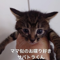 生後2ヶ月のかわいい子猫