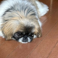 多数応募の為順に返信します　ペキニーズ　ペキ子ちゃん