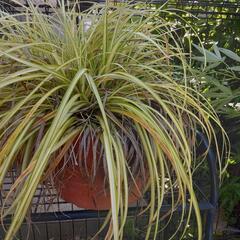 ‼️‼️ラン鉢植え🍀🍀30センチの鉢付き