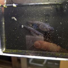 めだかﾌﾞﾗｯｸﾀﾞｲﾔ針子50匹の画像