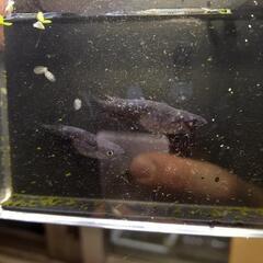 めだかﾌﾞﾗｯｸﾀﾞｲﾔ針子50匹の画像