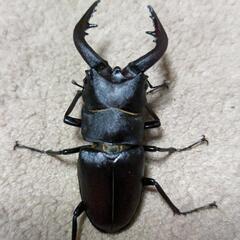 天然ノコギリクワガタ♂3頭　♀1頭