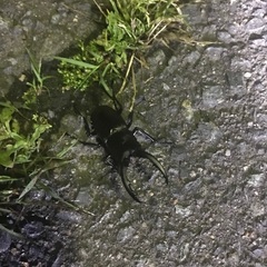 クワガタ