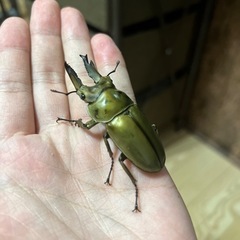 ババオウゴンオニクワガタペア64×44