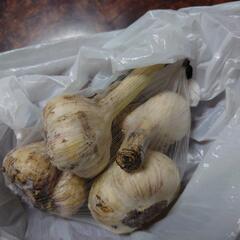 ニンニク