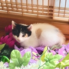 子猫もらって下さい。切実。