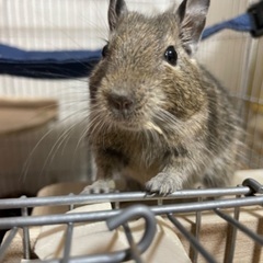 デグー 1才10ヶ月 里親募集