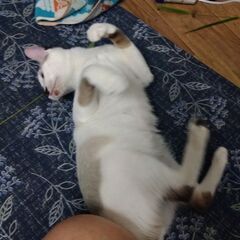 お譲りします(カオマニー) - 猫