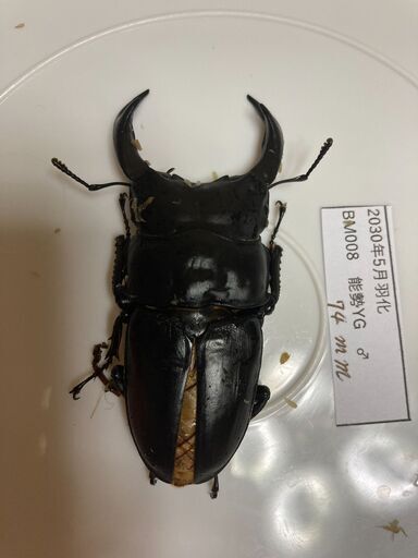 国産オオクワガタ　能勢産YG血統　CBF1♂♀ペア　B品（６）