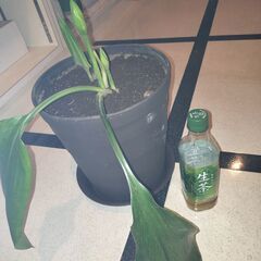 観葉植物　ユーチャリス