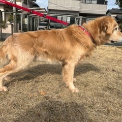 ９歳　ゴールデンレトリバー - 犬