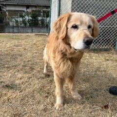 ９歳　ゴールデンレトリバー − 滋賀県