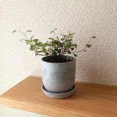 観葉植物　ワイヤープランツ③　おしゃれな2号の鉢と受け皿付き