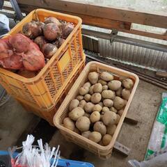 野菜が安いの画像