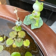 めだか無人販売　6/30 - その他