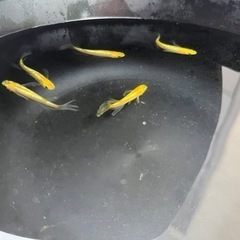メダカ（レクリス）の画像