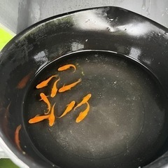 変わりメダカ1匹50円10匹から