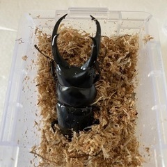 ネパレンシスコクワガタ　