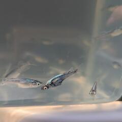 めだか　色々　１匹１００円〜