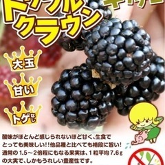 ブラックベリー トリプルクラウン  20.5cm苗