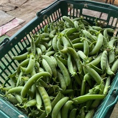 スナップえんどう1キロ